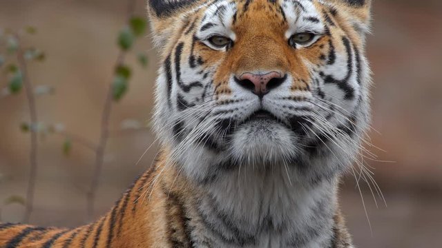 Siberian tiger tigress portrait