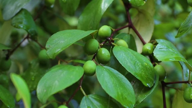 Jujube fruits or monkey apple ( Ziziphus mauritiana ) Fresh from the trees Organic fruits in the farmer's plot garden .