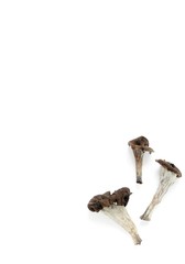 black chanterelle mushrooms on a white paper background
