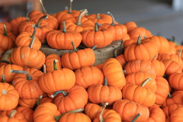 Pumpkin season of the year