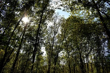 trees in the forest