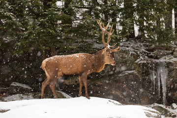 Naklejka na ściany i meble An elk in a winter scene