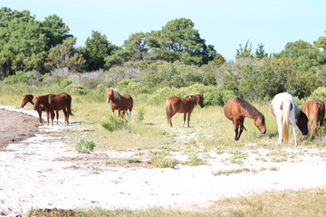 herd of wild ponies on pasture