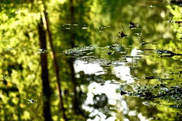 Forest reflection 