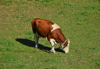 a red white cow grazing on a field