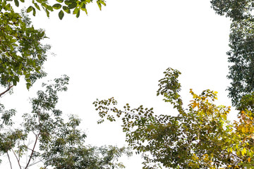 green leaf from big tree in forest isolated on white