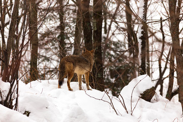 Coyote(s) in a winter scene