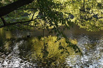 Tree branches bent over the water on a beautiful Autumn day.  .