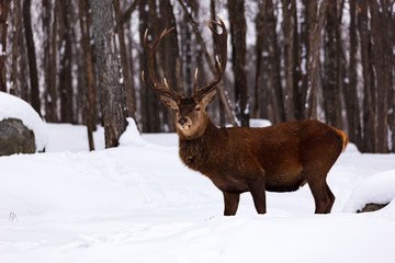 A lone deer in a winter scene