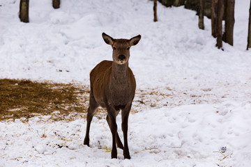 A lone deer in a winter scene