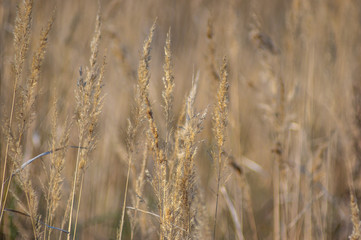 Fototapeta premium Dry grass on the shore in autumn