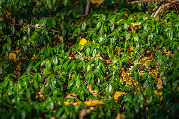 Periwinkle leaves in the forest