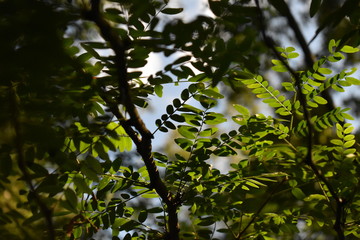 Shade and branches