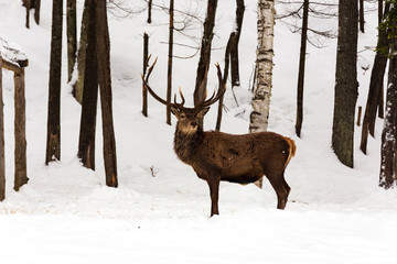 An elk in a winter scene