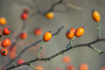 Rose hips on a branch in autumn day