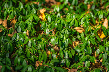 Periwinkle leaves in the forest