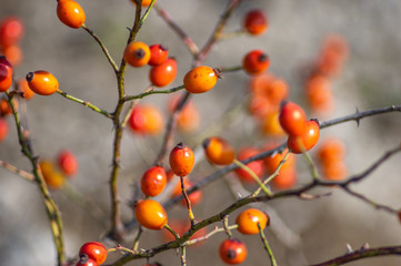 Rose hips on a branch in autumn day