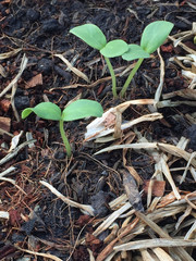Growing melons in the planting pots.
