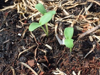 Growing melons in the planting pots.