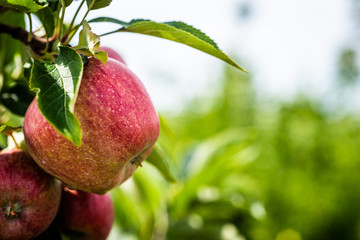 Red Apple in Orchard