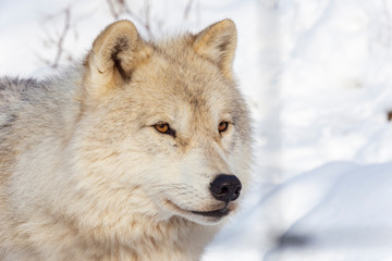 An Arctic Wolf in winter