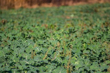 Cabbage growing on the field in autumn