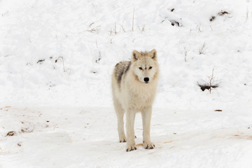 An Arctic Wolf in winter