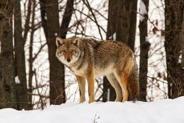 Coyote(s) in a winter scene