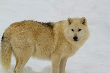 Obraz premium An Arctic Wolf in winter