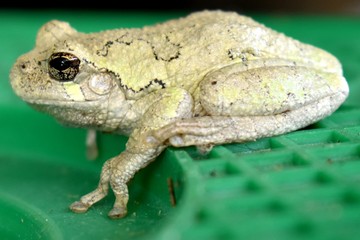 Tree frog on ladder
