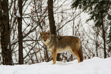 Coyote(s) in a winter scene