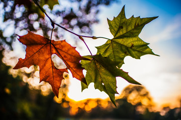 maple leaves on a background of blue sky