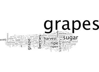 Are My Grapes Ready to Harvest