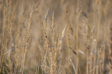 Dry grass on the shore in autumn