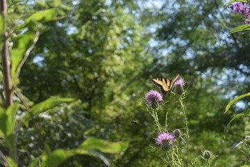 Butterly on flower