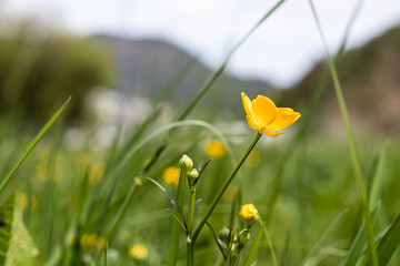 yellow buttercup flowers in green meadow lawn blurred background in nature