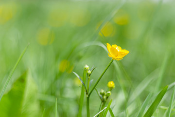 fresh greenery yellow buttercup flower long stalk portrait blurred background
