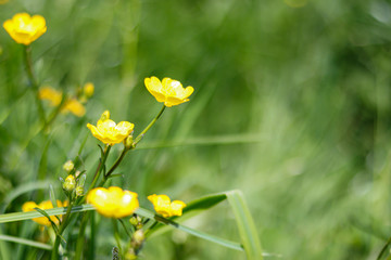 fresh greenery yellow buttercup flower long stalk portrait blurred background