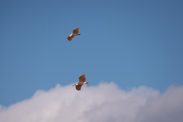 Niigata,Japan-October 20, 2019: Nipponia nippon or Japanese Crested Ibis or Toki, once extinct animal from Japan, flying on blue sky in Sado island