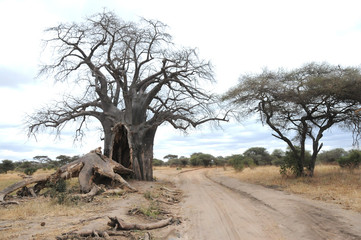 Fototapeta premium Baobab tree in Serengeti, Tanzania