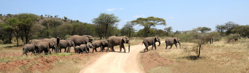 Wild elephants in Serengeti national park, Tanzania. - obrazy, fototapety, plakaty