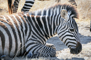 Fototapeta na wymiar Close-up young zebra and mother in Serengeti park, Tanzania. 
