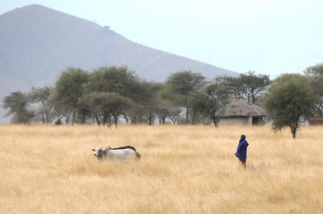 Maasai and domesticated cows in grass field, Serengeti, Tanzania.