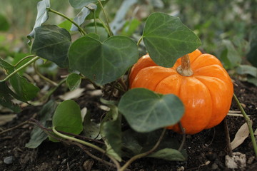 Calabaza