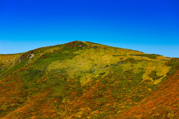栗駒山紅葉神の絨毯