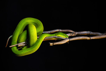 Green pit viper bites