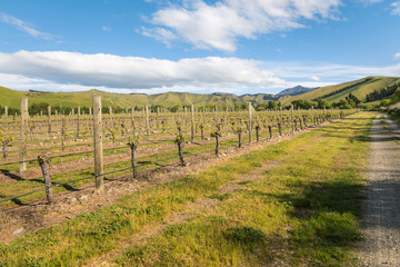 Fototapeta na wymiar New Zealand vineyards landscape in springtime with blue sky and copy space