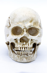 Human skull on isolated white background