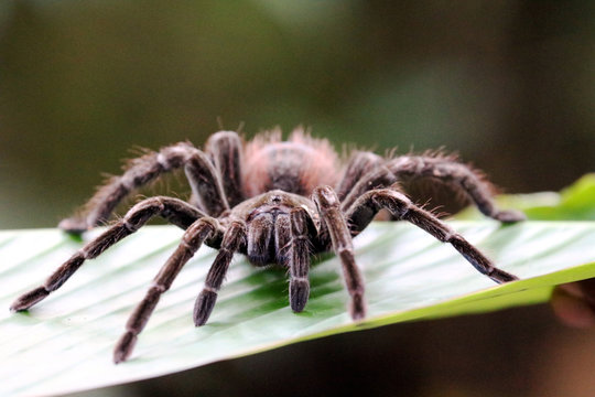 goliath bird-eating tarantula