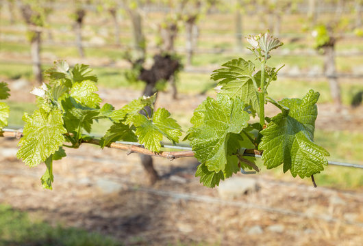 fresh vine shoots climbing on wire in organic vineyard with blurred background 